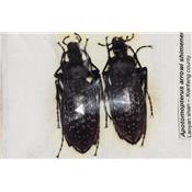 Apotomopterus arrowi shimenensis LOT DE 2