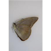 Appias placidia male