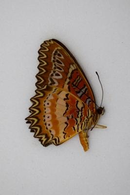 Cethosia biblis ssp. amboinensis male