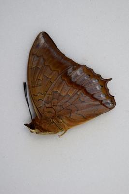 Charaxes affinis male