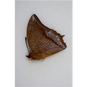 Charaxes affinis male