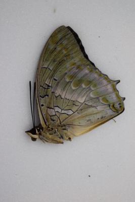 Charaxes ameliae male