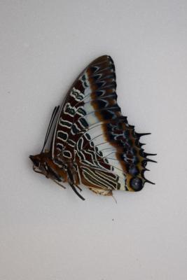 Charaxes brutus angustus mâle
