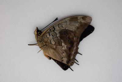 Charaxes etheocles etheocles mâle