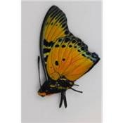 Charaxes fournierae male RARE