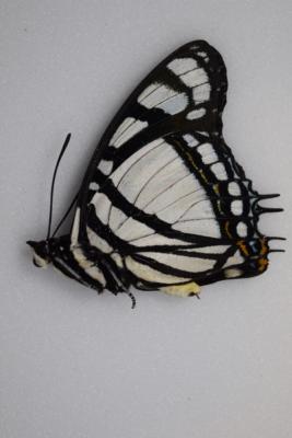 Charaxes nobilis mâle