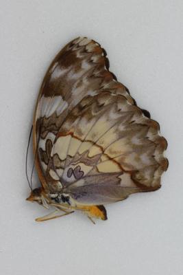 Cymothoe beckerie femelle