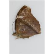 Cymothoe lurida femelle