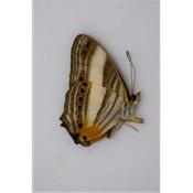 Cyrestis acilia ssp. tervisia male