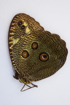 Dasyophthalma creusa male