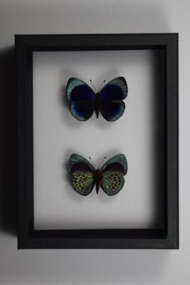DBV Callithea lepreurii recto et verso