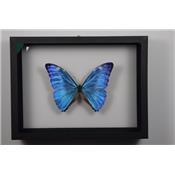 Morpho adonis mâle