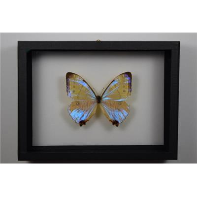 DBV Morpho sulkowski male
