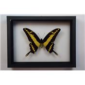 DBV Papilio thoas