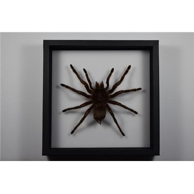 DBV Theraphosa blondi femelle