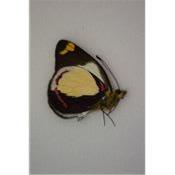 Delias dixeyi male