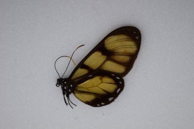 Dircenna dero male