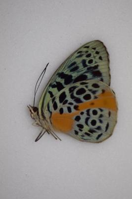 Eunica chlorochroa femelle A1