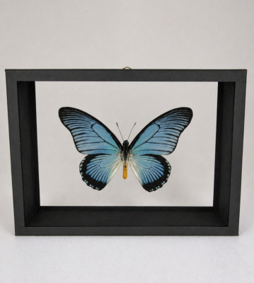 DBV Papilio zalmoxis male