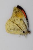 Hebomoia glaucippe mâle