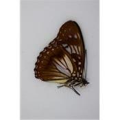 Hestina divona male