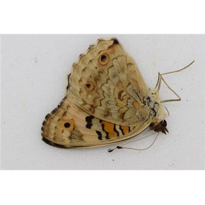 junonia orithya male