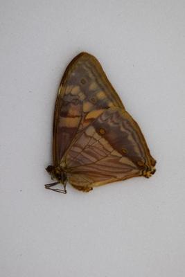 Morpho aega bisante femelle A2