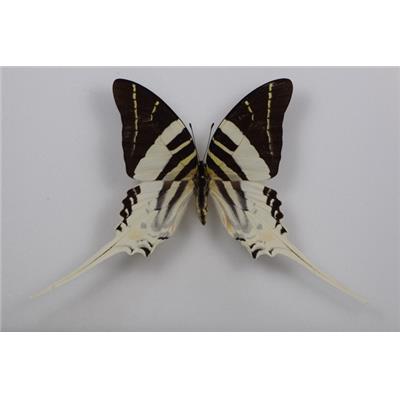 Papilio androcles male étalé