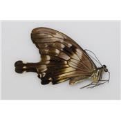 Papilio phorcas femelle