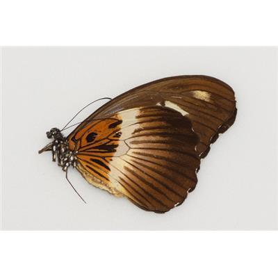 Papilio zenobia femelle