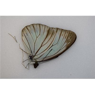 Pareronia valeria valeria male A-