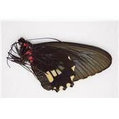 Parides bolivar couple A1