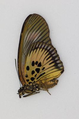 Pseudacrea clarki clarki femelle