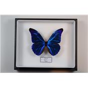 Morpho rhetenor rhetenor mâle