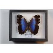 Morpho violaceus femelle