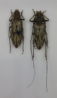 Neocerambyx gigas couple