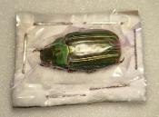 Chrysina occidentalis male