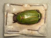 Chrysina purpurpurata male