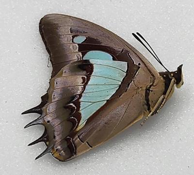 Polyura athamas