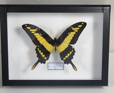 Boîte Cloche Papilio Thoas