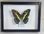 Boîte Cloche Papilio demodocus