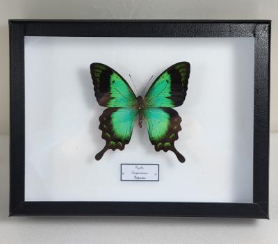 Boîte Cloche Papilio lorquinianus