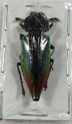 Cyphogastra rollei