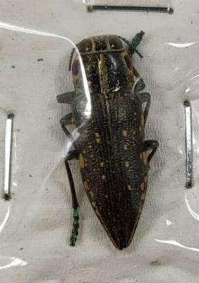 Polybothris sulcicolliss