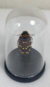 Mini Globes Euchroea sp