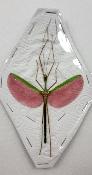 Marmessoidea rosea male
