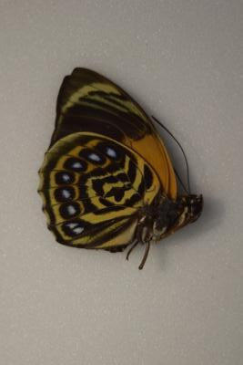 Agrias phacides ssp Fournirae f viola male