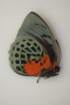 Agrias beata beatifica femelle
