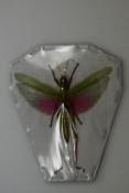 Chondracris rosea rosea male