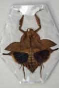 Deroplatys truncata femelle